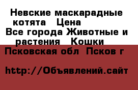 Невские маскарадные котята › Цена ­ 15 000 - Все города Животные и растения » Кошки   . Псковская обл.,Псков г.